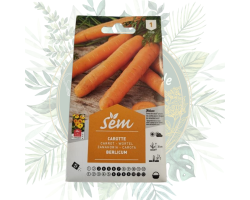 Carotte Berlicum - Variété Semi-Tardive pour Votre Jardin