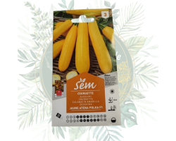 Courgette jaune Atena Polka F1 - Variété productive et résistante | Jardin
