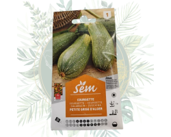 Courgette petite grise d'Alger - Résistante aux fortes chaleurs