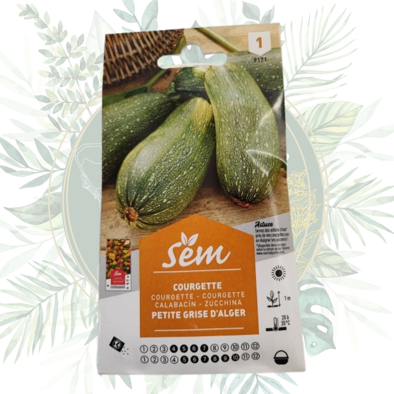 Courgette petite grise d'Alger - Résistante aux fortes chaleurs