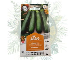 Courgette baccara F1 - Variété haut de gamme pour votre jardin