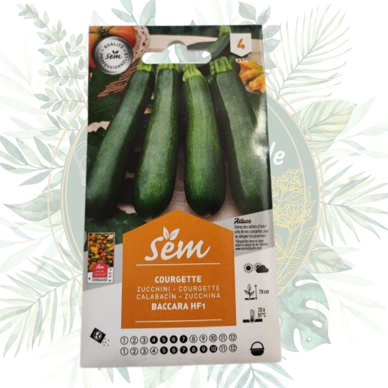 Courgette baccara F1 - Variété haut de gamme pour votre jardin