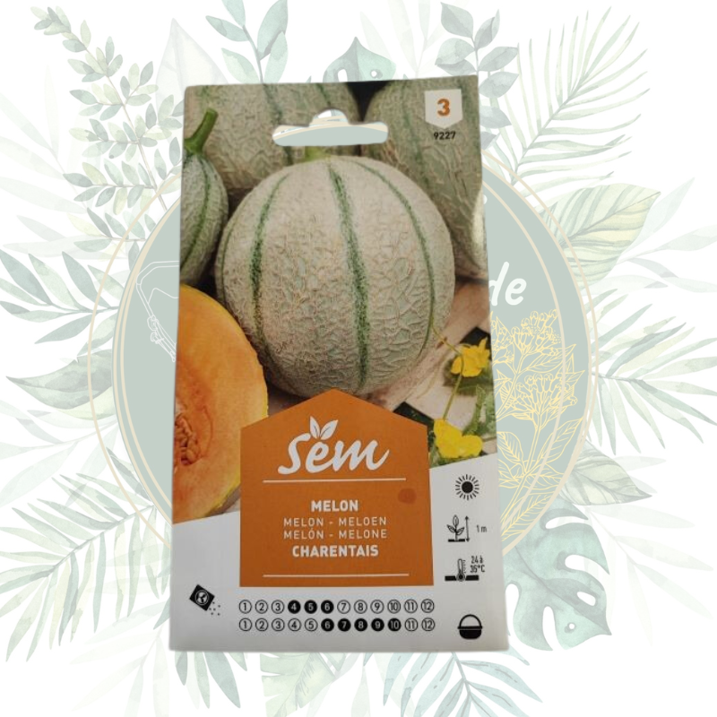 Cultivez le melon charentais : le fruit sucré du jardin