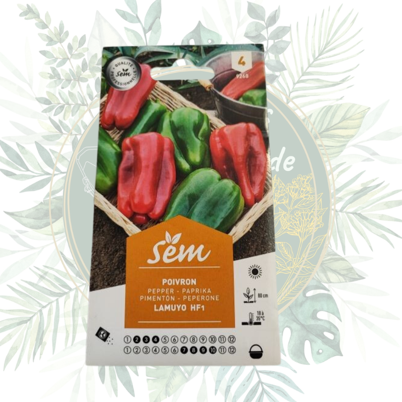 Poivron Lamuyo HF1 - Variété Hybride Résistante | Jardin
