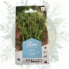 Aneth odorant - Plante aromatique pour votre jardin