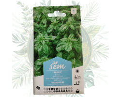 Basilic grand vert : Cultivez facilement cette aromatique