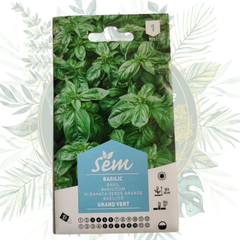 Basilic grand vert : Cultivez facilement cette aromatique