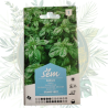 Basilic grand vert : Cultivez facilement cette aromatique