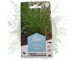 Ciboulette commune - Plante aromatique facile à cultiver
