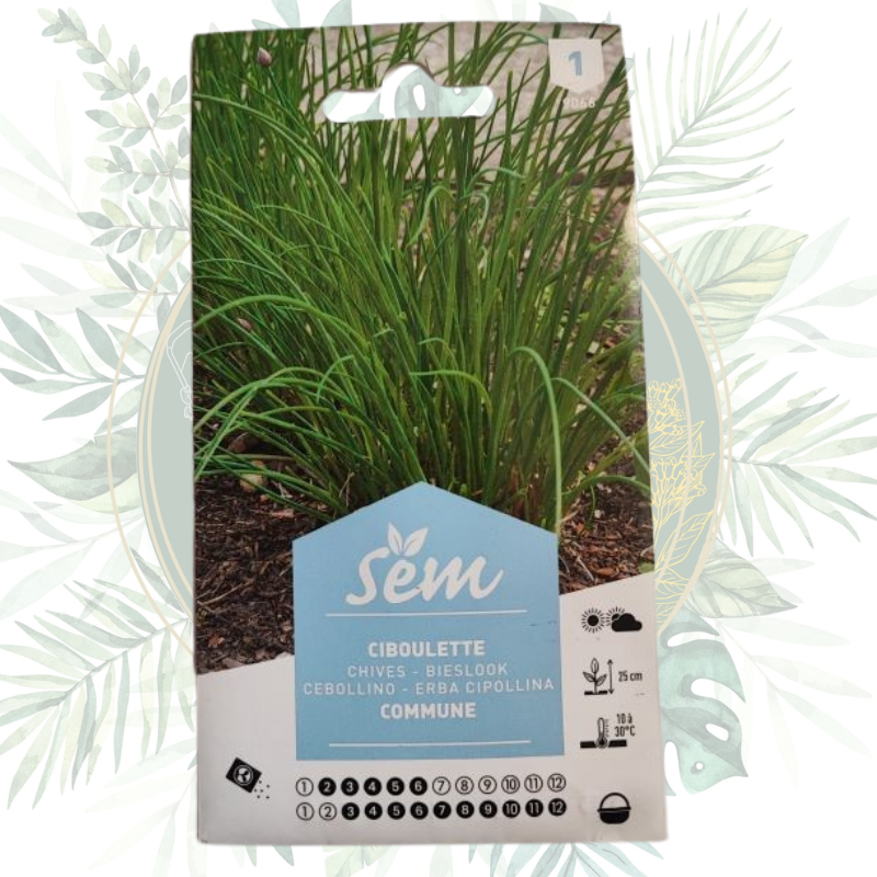Ciboulette commune - Plante aromatique facile à cultiver