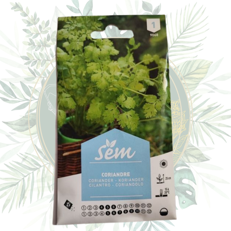 Coriandre - Plante aromatique pour votre jardin