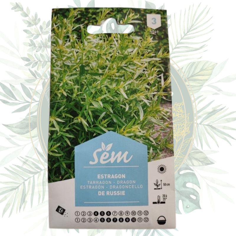 Semence Estragon - Plante aromatique haut de gamme pour votre jardin
