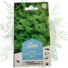 Menthe verte - Plante vivace pour votre jardin