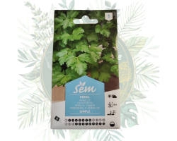 Persil simple - Herbe aromatique à cultiver dans votre jardin