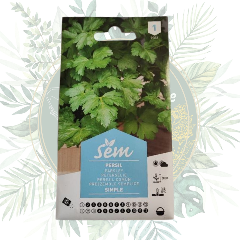 Persil simple - Herbe aromatique à cultiver dans votre jardin