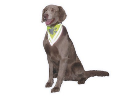 Bandana de sécurité réfléchissant pour chien | Visible jour et nuit