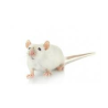 Souris adultes XL congelées pour reptiles et oiseaux | Accessoires