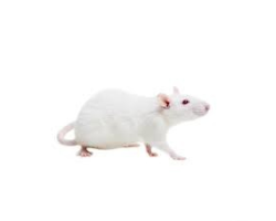 Rat congelé 250g / 350g - Alimentation premium pour carnivores