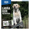 Calendrier mural Labrador Retriever 2026 - Martin