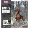 Calendrier chien 2026 - Teckel - Martin | Calendrier mural 16 mois