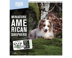 Calendrier chien 2026 - Berger Américain Miniature - Martin