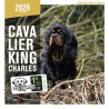 Calendrier chien 2026 - Cavalier King Charles - Martin | Animalerie