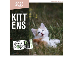 Calendrier 2026 - Chatons - Martin | Amoureux des Chats