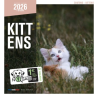 Calendrier 2026 - Chatons - Martin | Amoureux des Chats