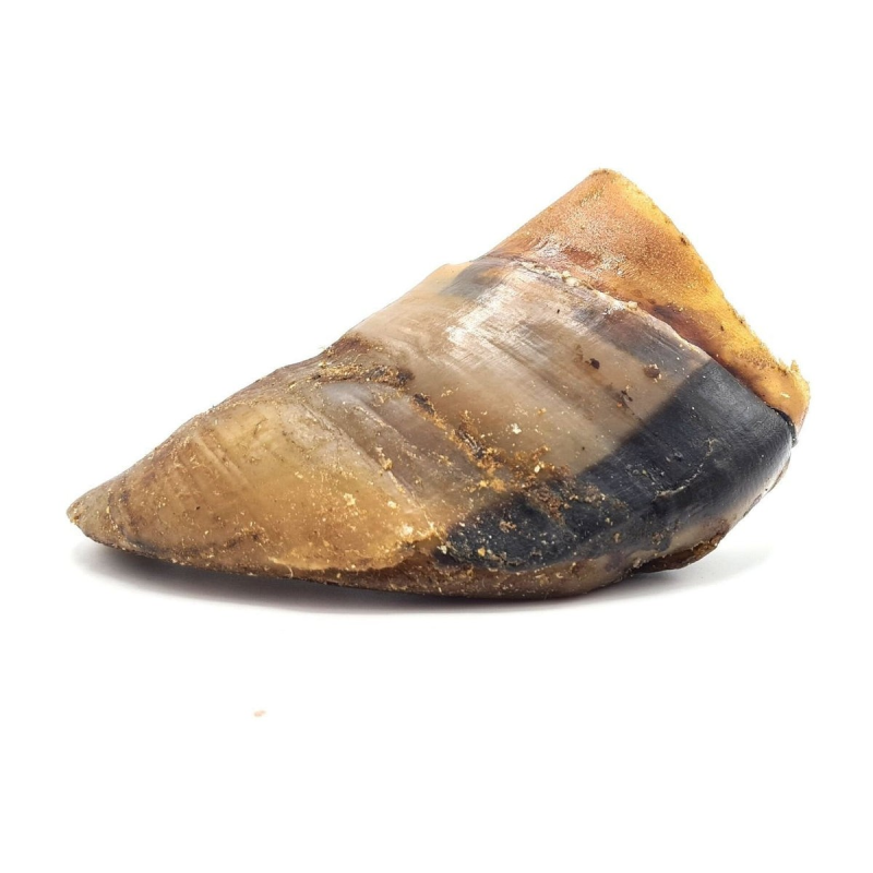 Sabot de boeuf à mâcher - Friandise naturelle pour chien