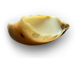 Sabot de veau fourré à la graisse de mouton - Friandise pour chiens