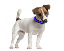 Collier lumineux bleu pour chien - Taille S