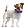 Collier lumineux bleu pour chien - Taille S