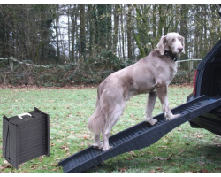 Rampe passerelle pour chien - sécurité et confort