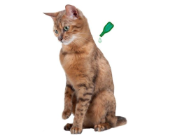Pipettes antiparasitaires pour chaton - Protection naturelle de Beaphar