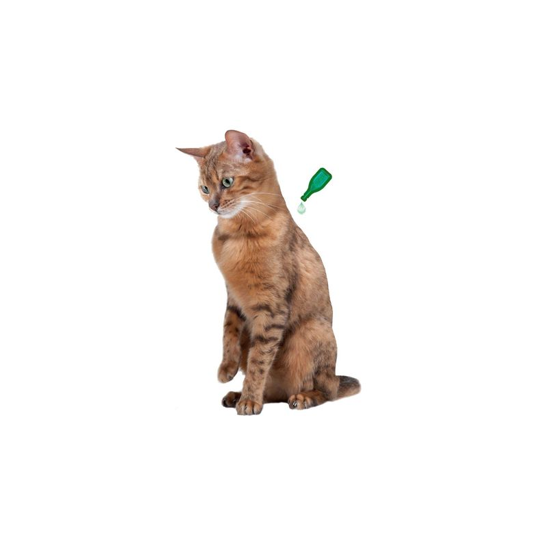 Pipettes antiparasitaires pour chaton - Protection naturelle de Beaphar