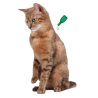 Pipettes antiparasitaires pour chaton - Protection naturelle de Beaphar