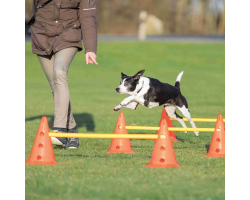 Set d'obstacles pour petits et moyens chiens - Agility et entraînement