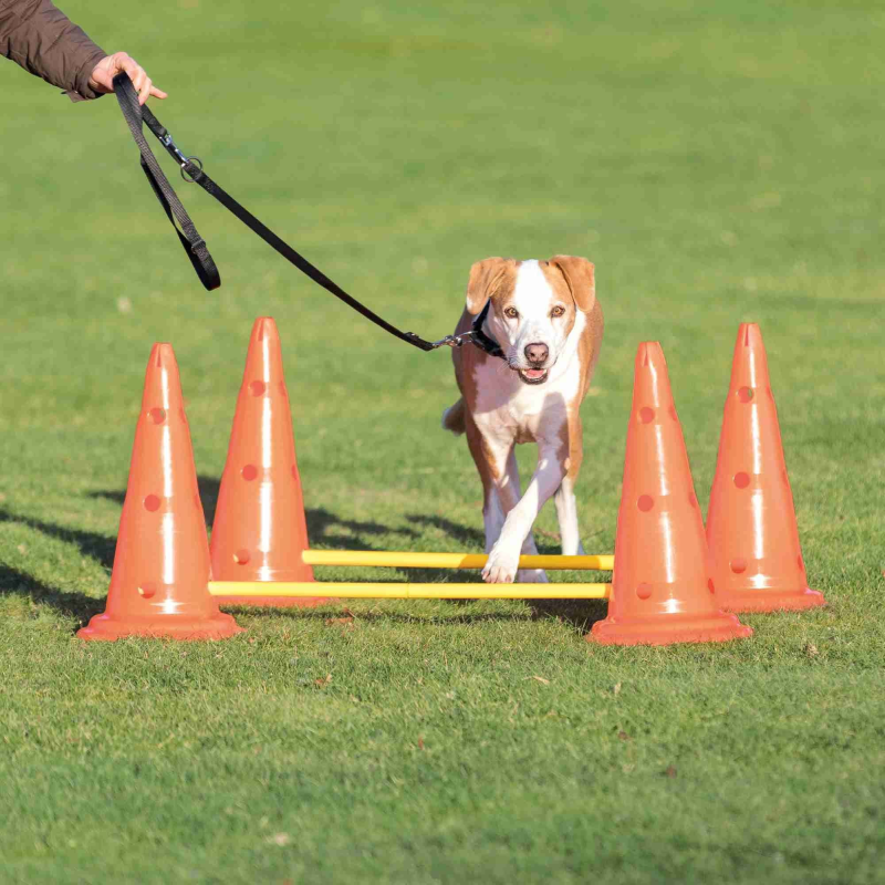 Set d'obstacles pour chiens - Activité d'agility pour moyens et grands chiens