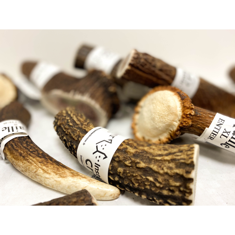 Bois de cerf - Friandises naturelles à mâcher pour chien