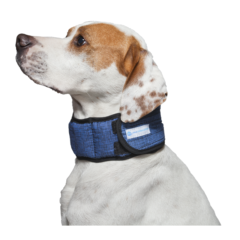Collier rafraîchissant Aqua Coolkeeper Pacific Blue pour chiens