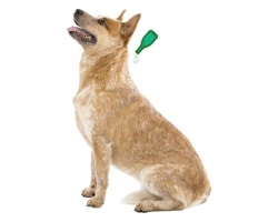 VETONATURE Pipettes répulsives antiparasitaires chiot - Protection efficace