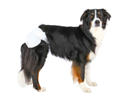 Couches pour chiens femelles - 12 pcs | Protection et confort