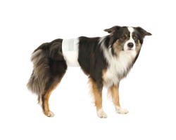 Couches pour chiens mâles - 12 pièces en polyester pour incontinence