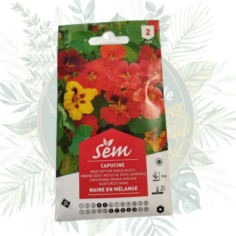 Capucine naine en mélange - Fleurs colorées pour votre jardin