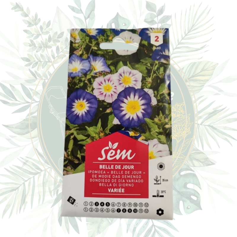 Belle de jour varié - Plante annuelle facile à cultiver