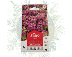 Alysse violet pourpre - Une floraison rapide et résistante