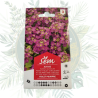 Alysse violet pourpre - Une floraison rapide et résistante