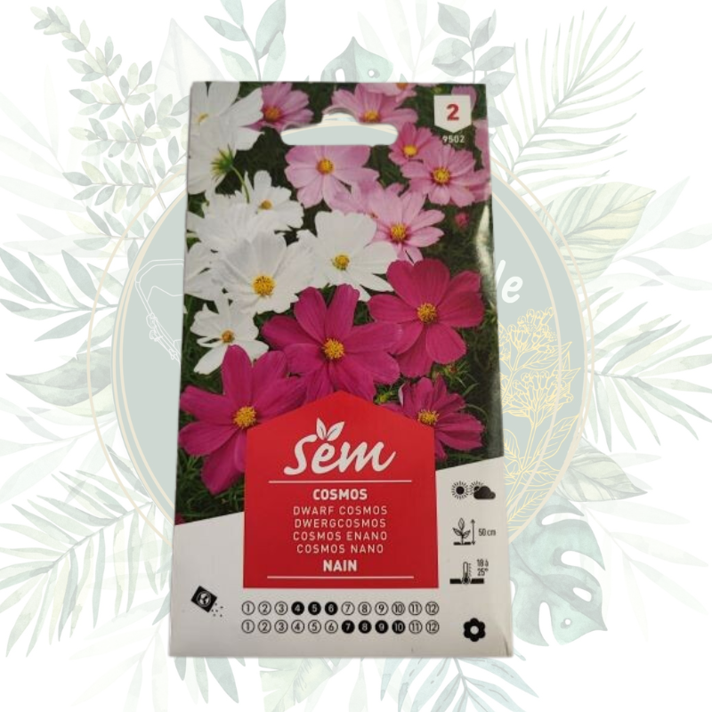 Cosmos nain - Fleurs faciles à cultiver pour votre jardin