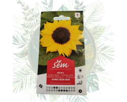 Tournesol 'Soleil jaune cœur noir' - Plantez de la joie dans votre jardin