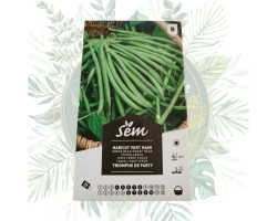 Haricot vert nain triomphe de farcy - Jardin productif